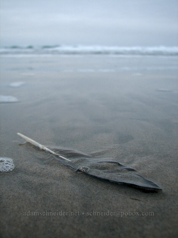 feather on the beach [Nye Beach, Newport, Lincoln County, Oregon]