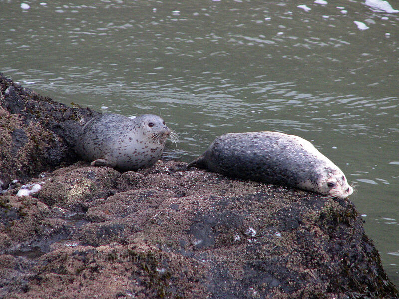 harbor seals (Phoca vitulina) [Quarry Cove, Yaquina Head, Lincoln County, Oregon]