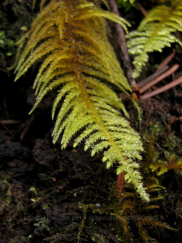 Oregon beaked moss (Eurhynchium oreganum (Kindbergia oregana)) [Gales Creek Trail, Tillamook State Forest, Washington County, Oregon]