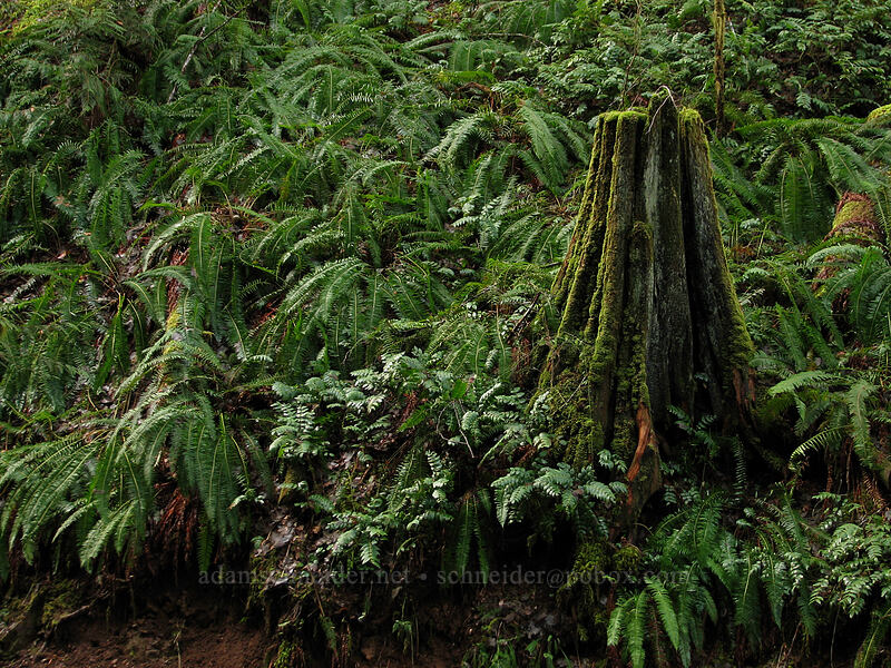 sword ferns and a mossy stump (Polystichum munitum) [Gales Creek Trail, Tillamook State Forest, Washington County, Oregon]