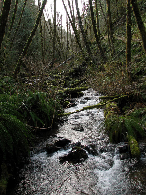 a creek in winter [Gales Creek Trail, Tillamook State Forest, Washington County, Oregon]