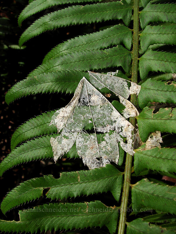 disintegrating vine maple leaf on a sword fern frond (Acer circinatum, Polystichum munitum) [Storey Burn Trail, Tillamook State Forest, Washington County, Oregon]
