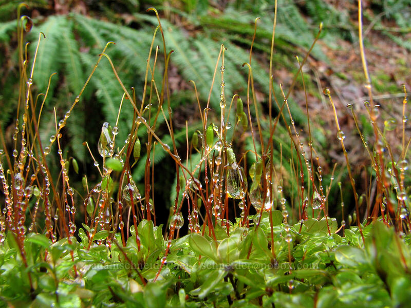 moss [Storey Burn Trail, Tillamook State Forest, Oregon]