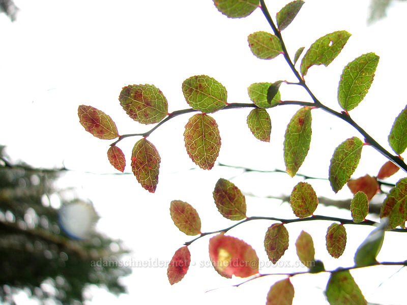 backlit leaves [Storey Burn Trail, Tillamook State Forest, Washington County, Oregon]