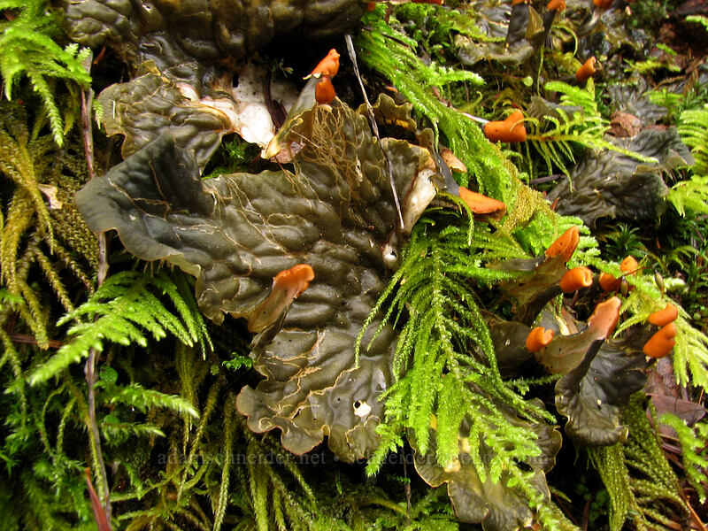 dog lichen (Peltigera sp.) [Storey Burn Trail, Tillamook State Forest, Washington County, Oregon]
