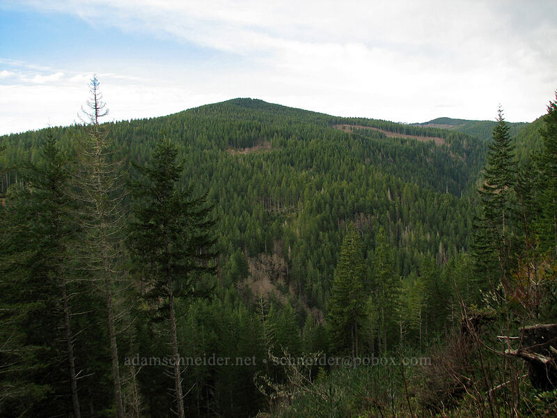 Larch Mountain [Storey Burn Trail, Tillamook State Forest, Tillamook County, Oregon]