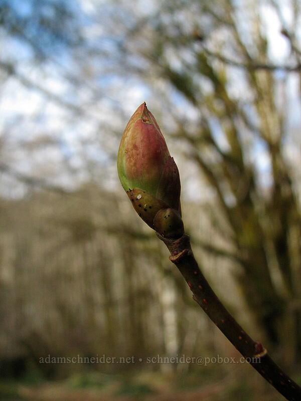leaf bud [Gravelle Brothers Trail, Tillamook State Forest, Tillamook County, Oregon]