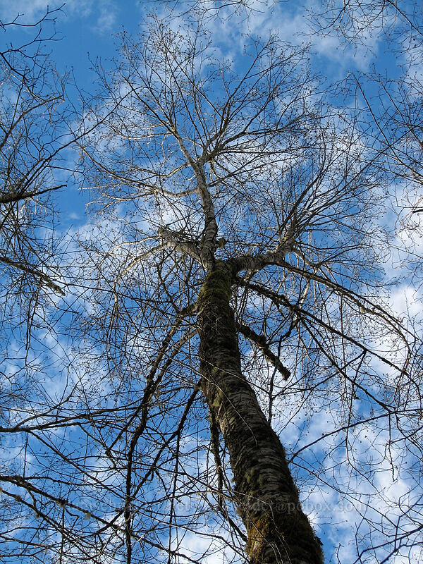 alders against blue sky (Alnus sp.) [Gravelle Brothers Trail, Tillamook State Forest, Tillamook County, Oregon]