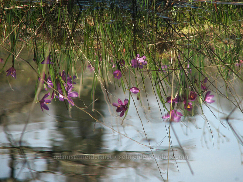 grass widows, reflected (Olsynium douglasii) [The Labyrinth, Gifford Pinchot National Forest, Klickitat County, Washington]