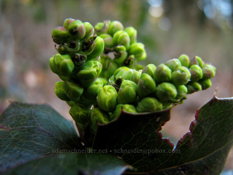 Oregon-grape, budding (Mahonia aquifolium) [Dog Mountain Trailhead, Gifford Pinchot National Forest, Skamania County, Washington]