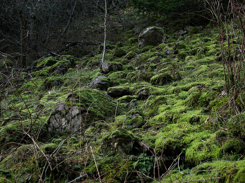 mossy rocks [Dog Mountain Trail, Gifford Pinchot National Forest, Skamania County, Washington]