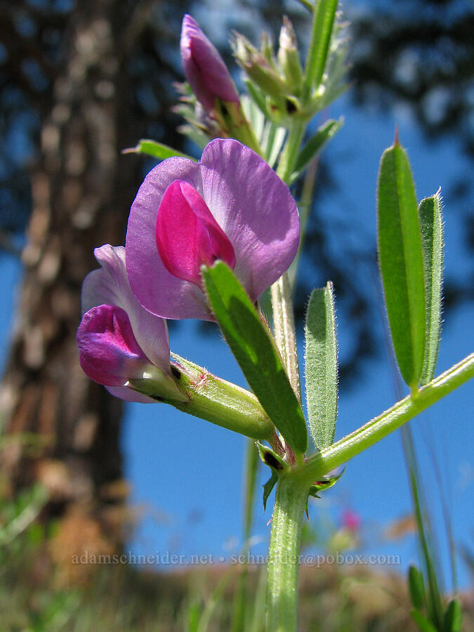 common vetch (Vicia sativa) [Catherine Creek, Klickitat County, Washington]