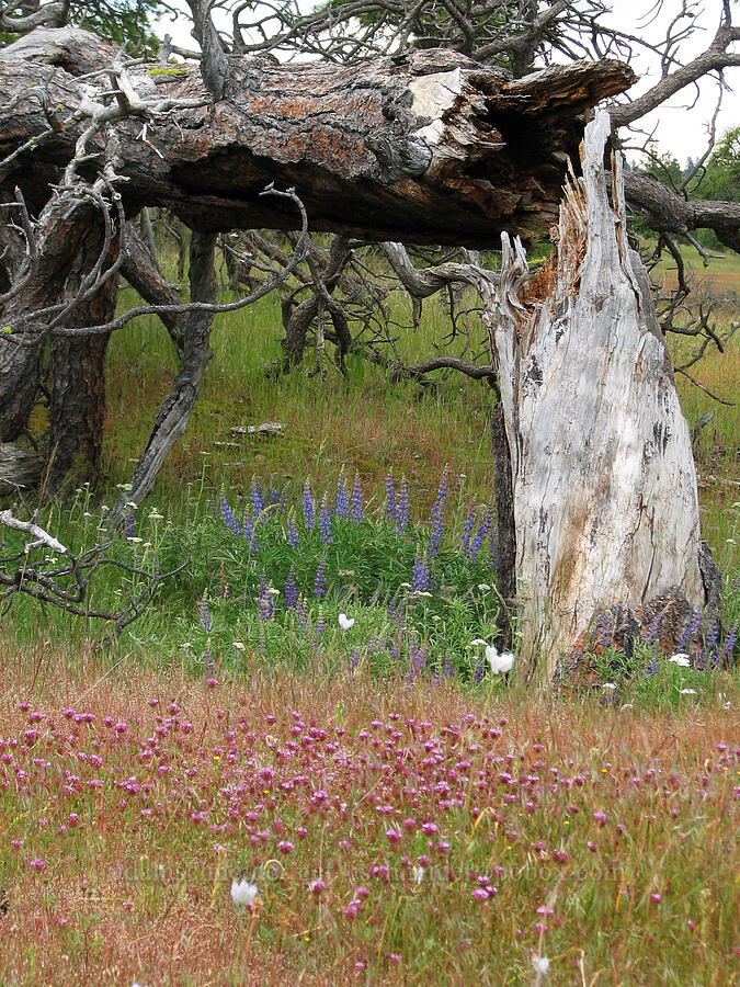 tomcat clover & a dead pine tree (Trifolium willdenovii) [Catherine Creek, Klickitat County, Washington]
