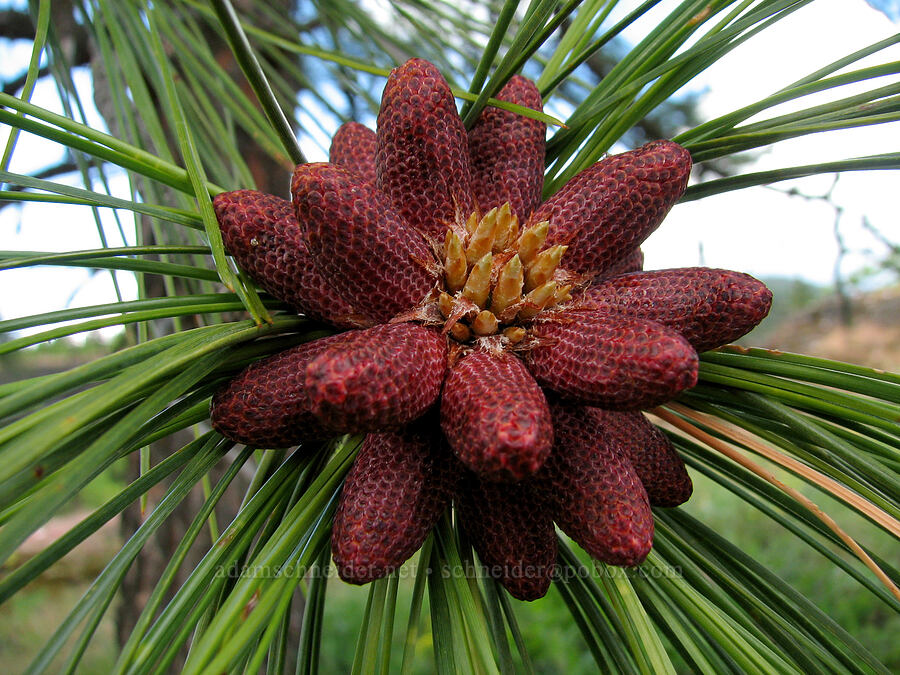 ponderosa pine flowers (Pinus ponderosa) [Catherine Creek, Klickitat County, Washington]