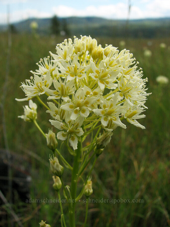 meadow death-camas (Toxicoscordion venenosum (Zigadenus venenosus)) [Catherine Creek, Klickitat County, Washington]
