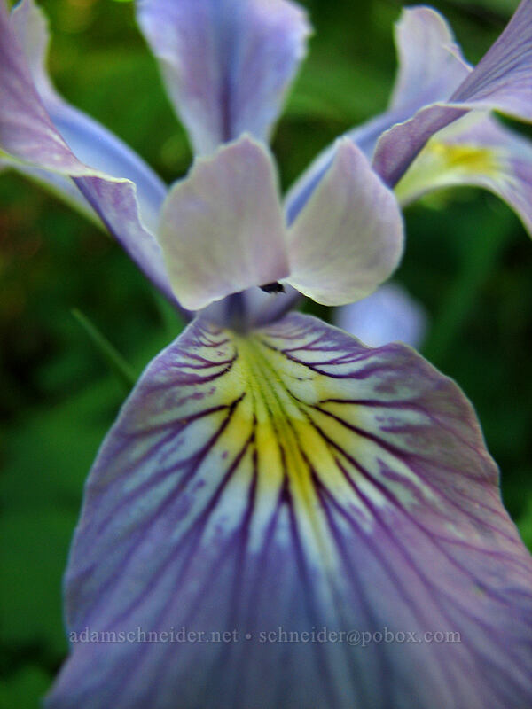 Oregon iris (Iris tenax) [Angel's Rest Trail, Columbia River Gorge, Multnomah County, Oregon]