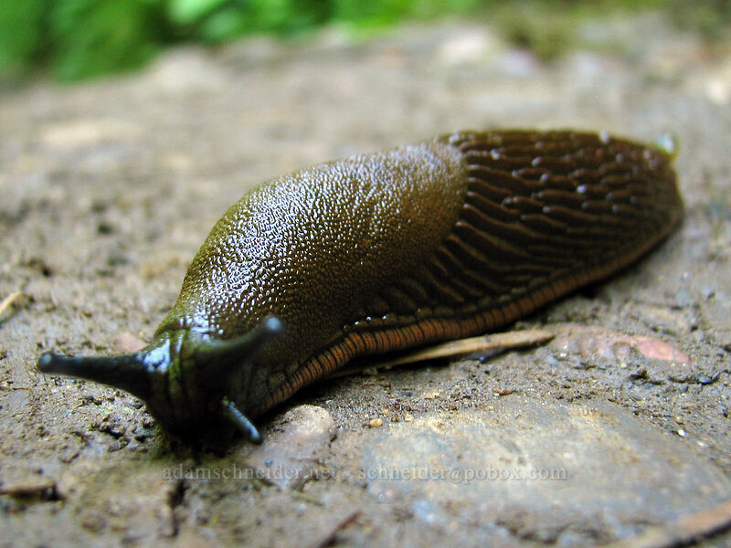 European black slug (or possibly red slug) (Arion sp.) [Angel's Rest Trail, Columbia River Gorge, Multnomah County, Oregon]