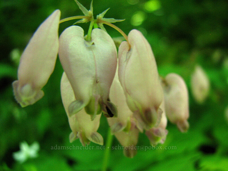 bleeding-hearts, faded (Dicentra formosa) [Angel's Rest Trail, Columbia River Gorge, Multnomah County, Oregon]