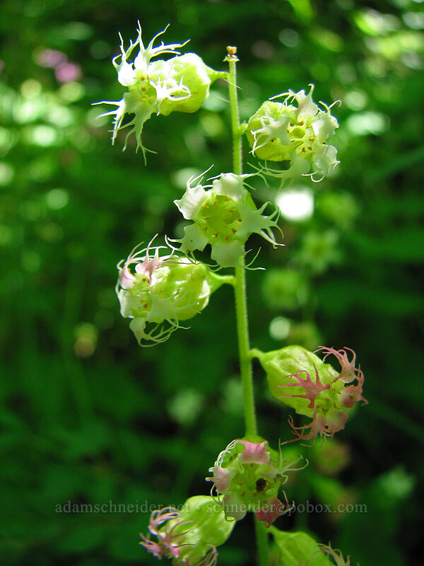 fringe cups (Tellima grandiflora) [Angel's Rest Trail, Columbia River Gorge, Oregon]