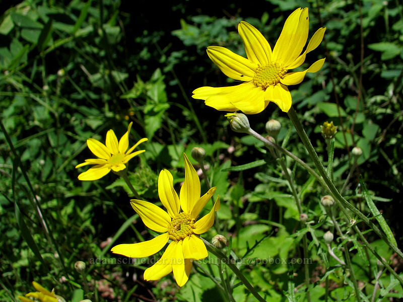 Oregon sunshine (Eriophyllum lanatum) [Angel's Rest Trail, Columbia River Gorge, Multnomah County, Oregon]