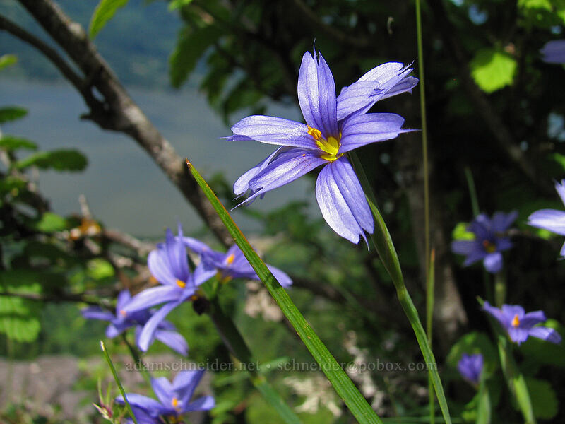 blue-eyed grass (Sisyrinchium idahoense) [Angel's Rest, Columbia River Gorge, Multnomah County, Oregon]