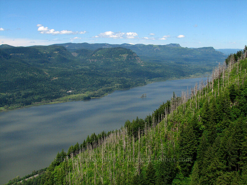 view to the east [Angel's Rest, Columbia River Gorge, Multnomah County, Oregon]