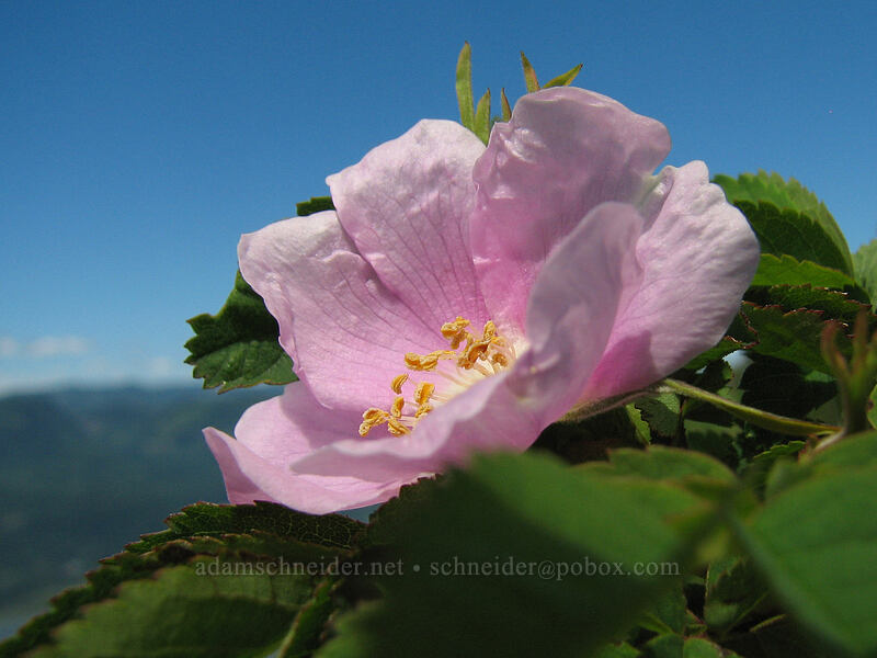 wild rose (Rosa sp.) [Angel's Rest, Columbia River Gorge, Multnomah County, Oregon]
