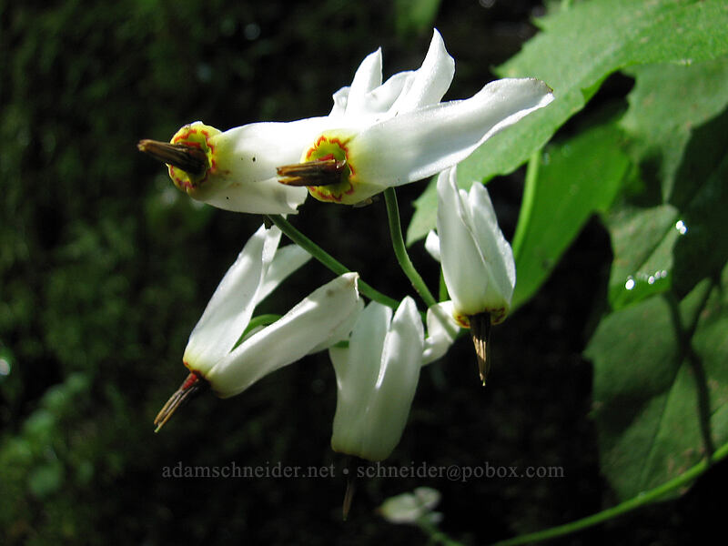 white shooting stars (Dodecatheon dentatum (Primula latiloba)) [Elowah Falls Trail, John B. Yeon State Park, Multnomah County, Oregon]