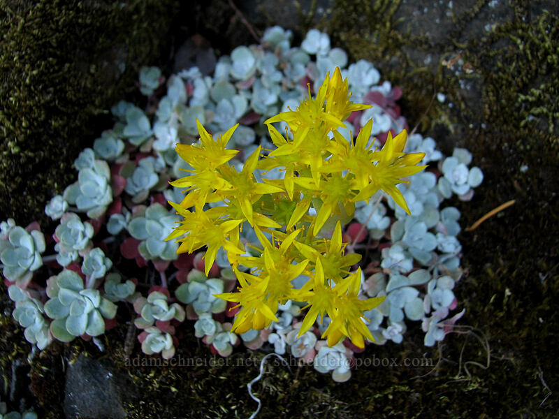 broadleaf stonecrop (Sedum spathulifolium) [Upper McCord Creek Falls Trail, John B. Yeon State Park, Multnomah County, Oregon]