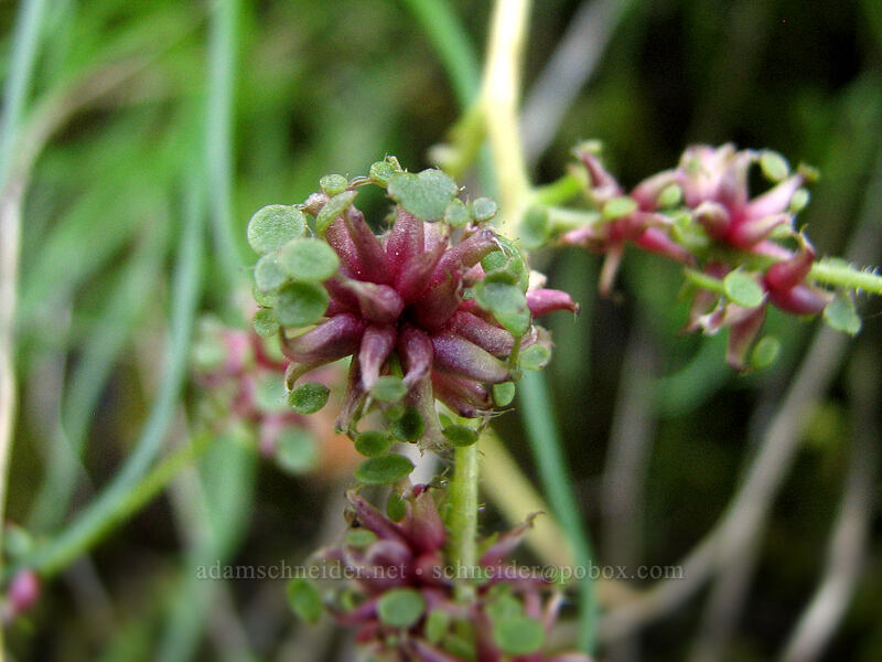 Mertens' saxifrage (Saxifraga mertensiana) [Upper McCord Creek Falls Trail, John B. Yeon State Park, Multnomah County, Oregon]