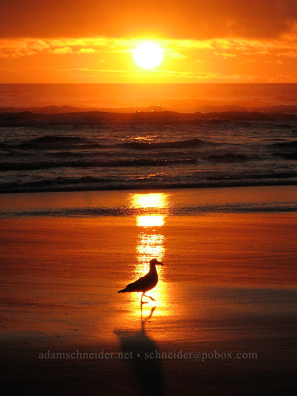 seagull & sunset [Tolovana Park, Cannon Beach, Clatsop County, Oregon]