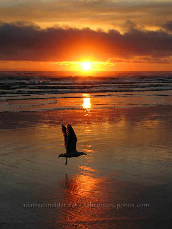seagull & sunset [Tolovana Park, Cannon Beach, Clatsop County, Oregon]
