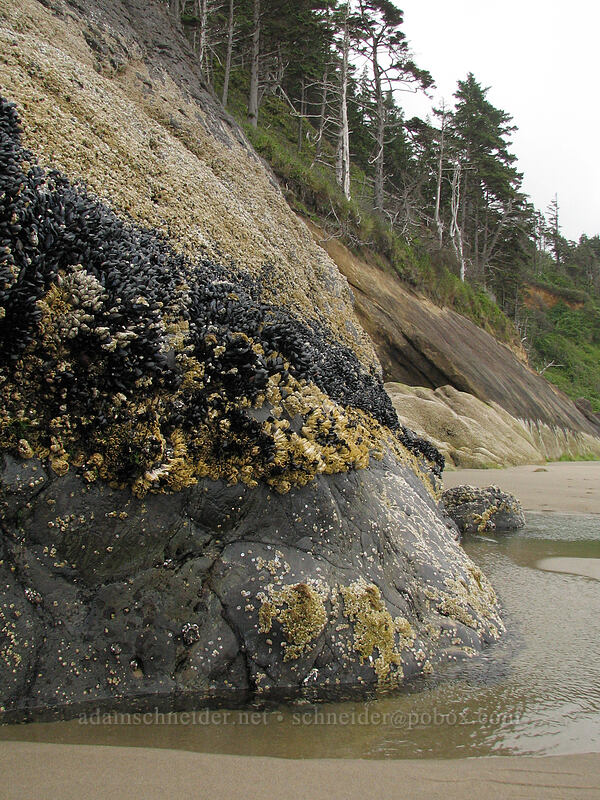 mussels & barnacles at low tide [Hug Point, Clatsop County, Oregon]