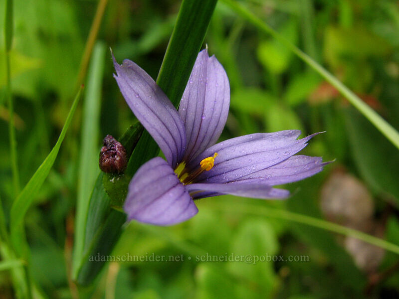 Idaho blue-eyed grass (Sisyrinchium idahoense) [Neahkanie Mountain, Oswald West State Park, Tillamook County, Oregon]