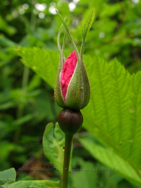 wild rose, budding (Rosa sp.) [Neahkanie Mountain, Oswald West State Park, Tillamook County, Oregon]