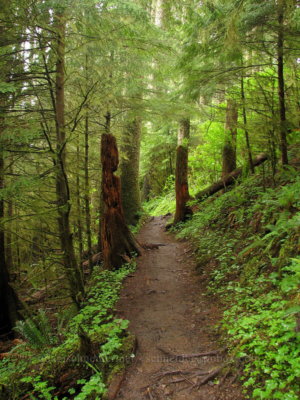 Neahkanie Mountain Trail [Neahkanie Mountain, Oswald West State Park, Tillamook County, Oregon]