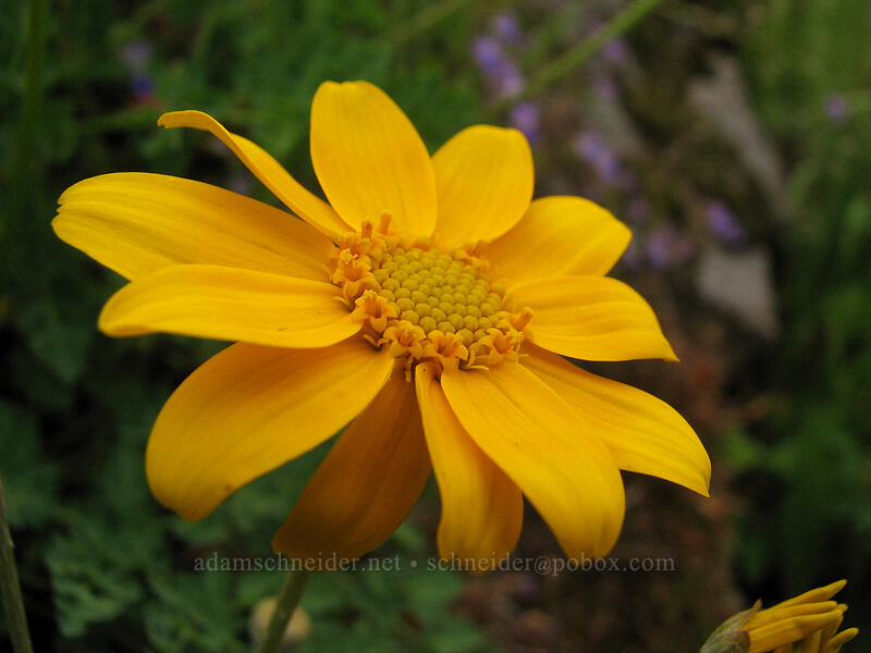 Oregon sunshine (Eriophyllum lanatum var. leucophyllum) [Neahkanie Mountain, Oswald West State Park, Tillamook County, Oregon]