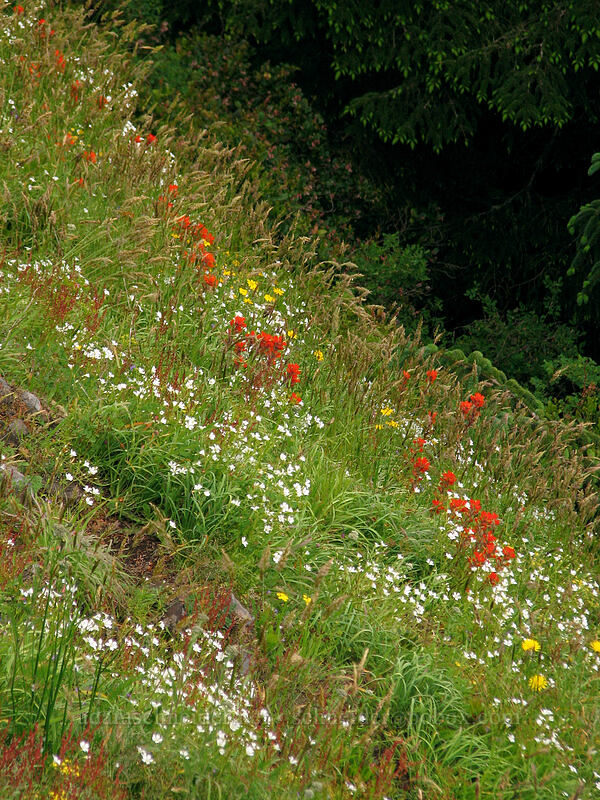 wildflower-covered slope [Neahkanie Mountain, Oswald West State Park, Tillamook County, Oregon]