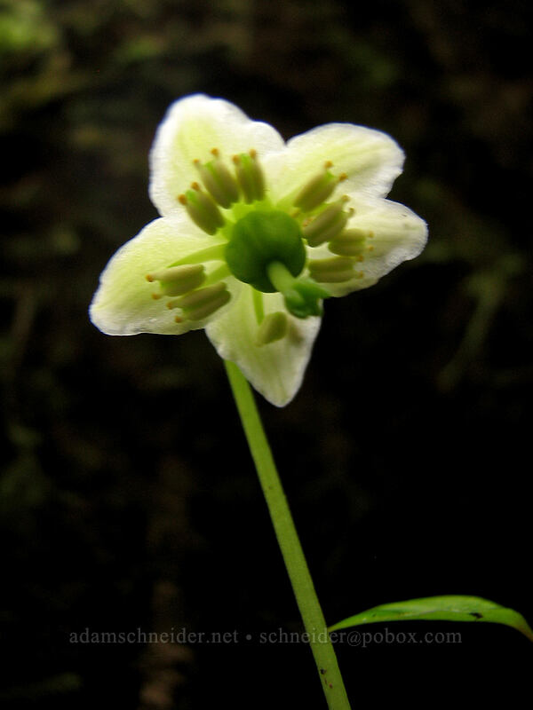 little pipsissewa (Chimaphila menziesii) [Neahkanie Mountain, Oswald West State Park, Tillamook County, Oregon]