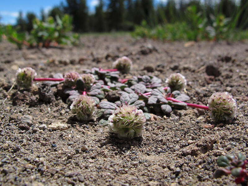 pussypaws (Calyptridium umbellatum (Cistanthe umbellata)) [Pumice Desert, Crater Lake National Park, Klamath County, Oregon]