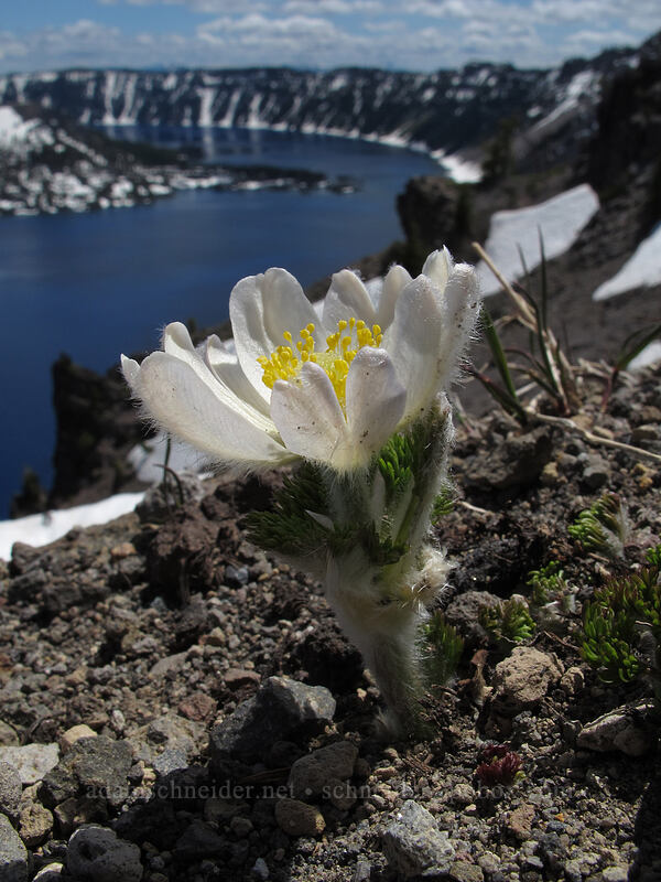 western pasqueflower (Anemone occidentalis (Pulsatilla occidentalis)) [Rim Drive, Crater Lake National Park, Klamath County, Oregon]