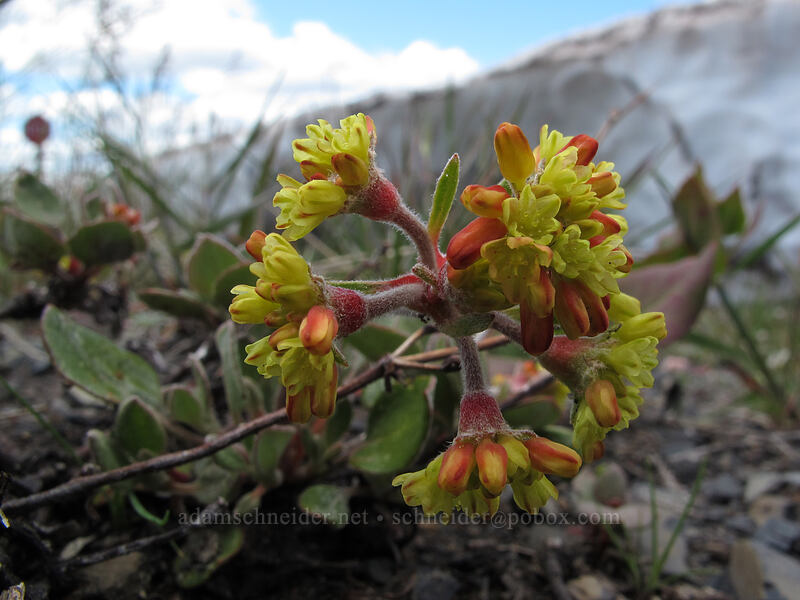 sulphur-flower buckwheat (Eriogonum umbellatum) [Rim Drive, Crater Lake National Park, Klamath County, Oregon]