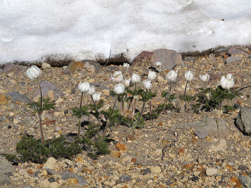 western pasqueflowers (Anemone occidentalis (Pulsatilla occidentalis)) [Rim Drive, Crater Lake National Park, Klamath County, Oregon]