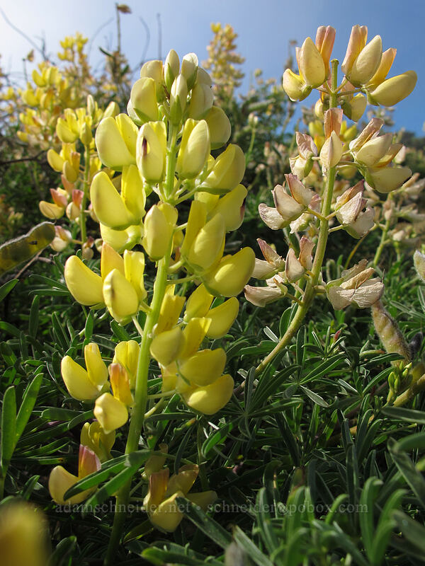 coastal bush lupine (Lupinus arboreus) [West Cliff Drive, Santa Cruz, California]