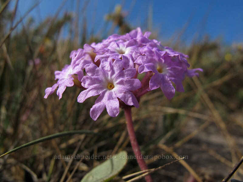 pink sand-verbena (Abronia umbellata) [West Cliff Drive, Santa Cruz, California]