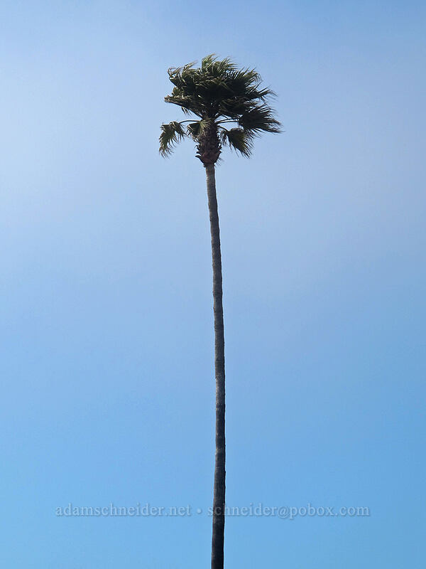 palm tree [West Cliff Drive, Santa Cruz, California]