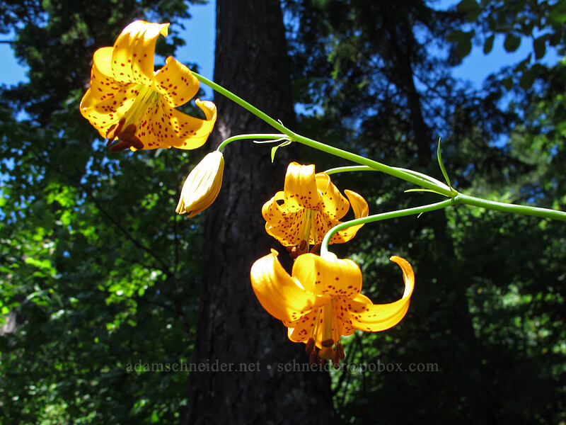 tiger lilies (Lilium columbianum) [Hamilton Mountain Trail, Beacon Rock State Park, Skamania County, Washington]