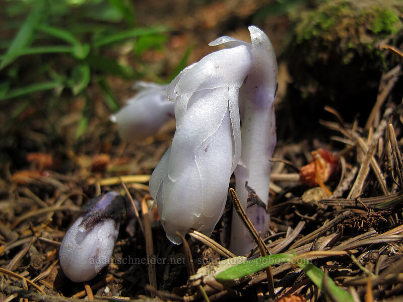 Indian pipe, emerging (Monotropa uniflora) [Hamilton Mountain Trail, Beacon Rock State Park, Skamania County, Washington]
