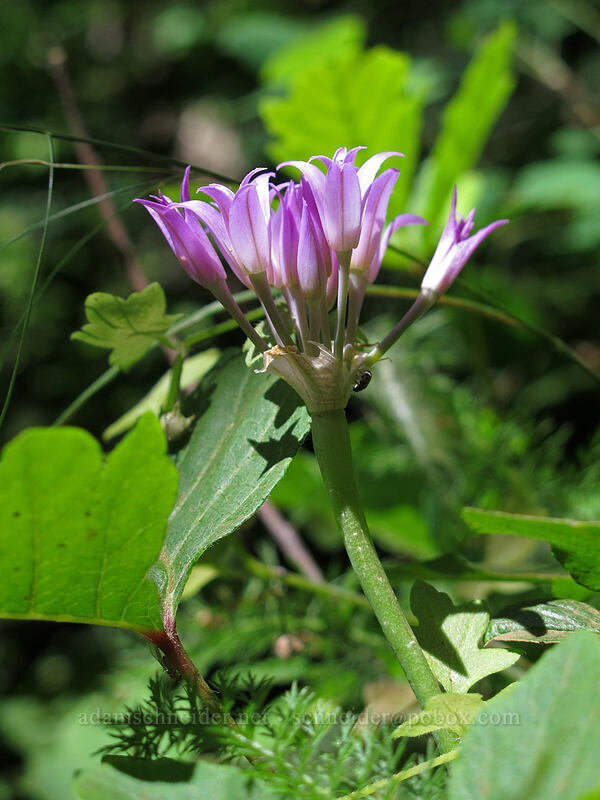 taper-tip onion (Allium acuminatum) [Hamilton Mountain Trail, Beacon Rock State Park, Skamania County, Washington]