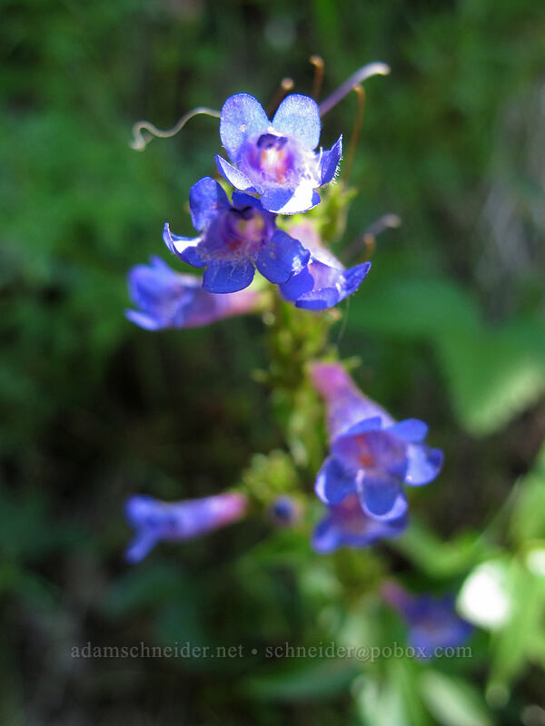penstemon (Penstemon sp.) [Hamilton Mountain Trail, Beacon Rock State Park, Skamania County, Washington]